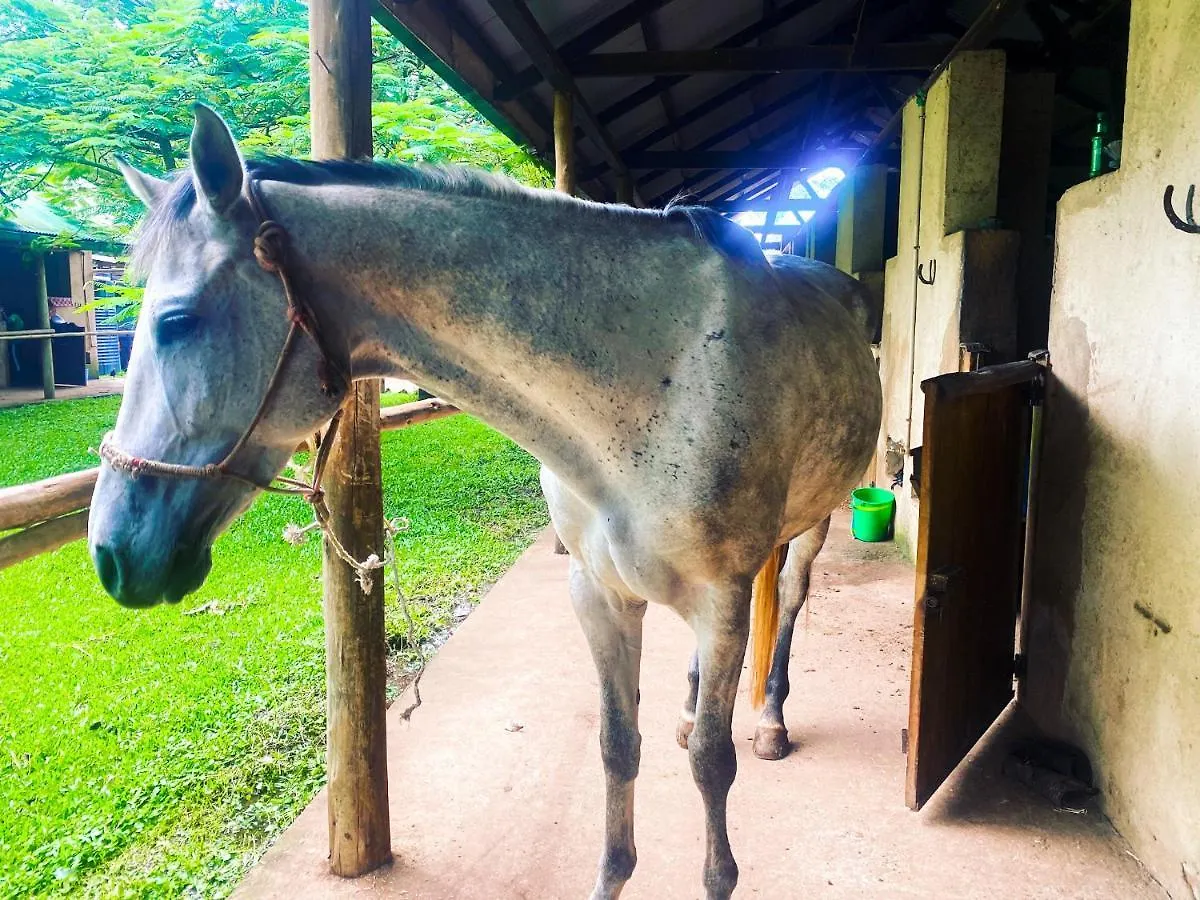 Horse Ranch Gayaza Rd Villa Kampala Uganda