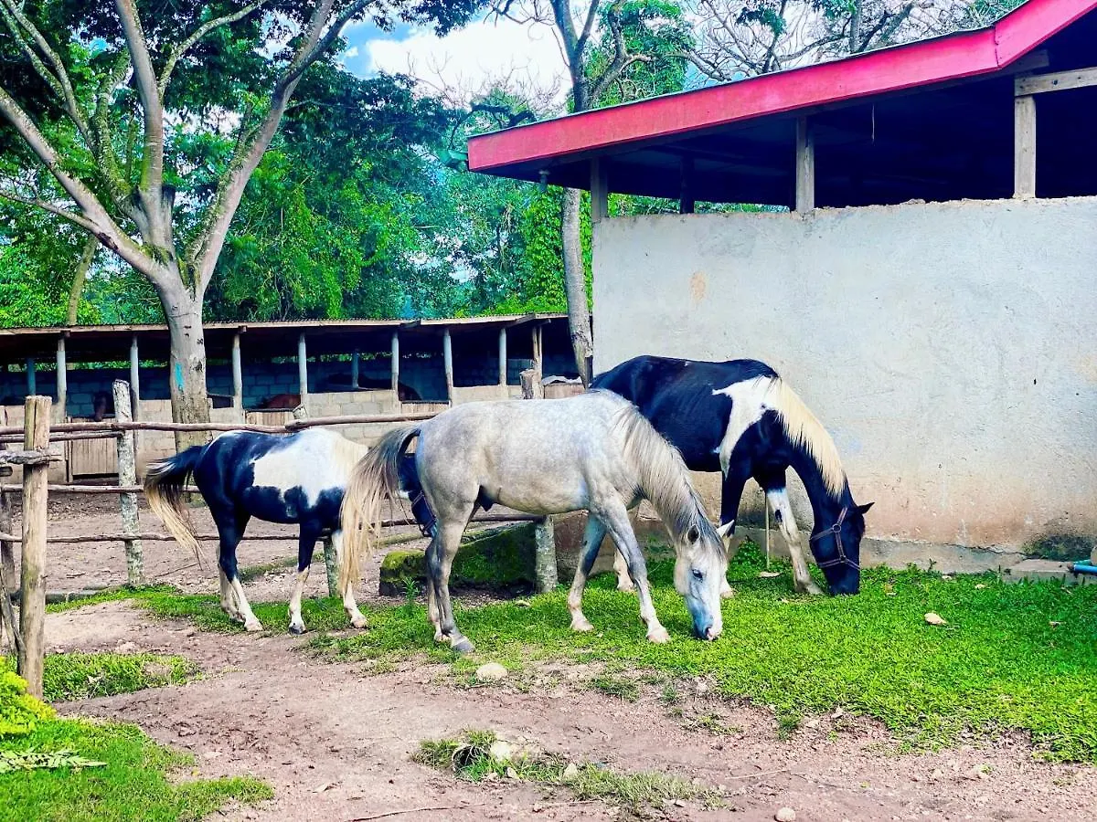 Horse Ranch Gayaza Rd Villa Kampala 0*,  Uganda
